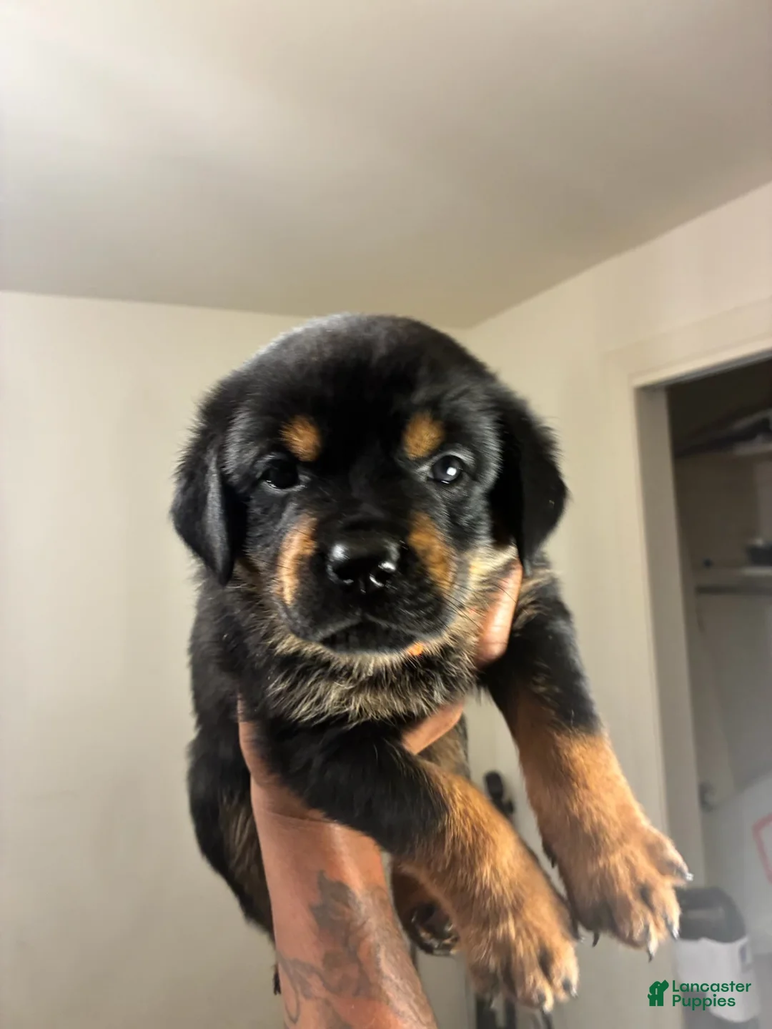Rottweiler dogs for sale: Rottweiler 1 - Ad 1