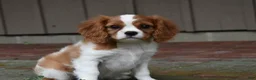 Cavalier King Charles Spaniel dogs for sale: Romeo  - Ad 4