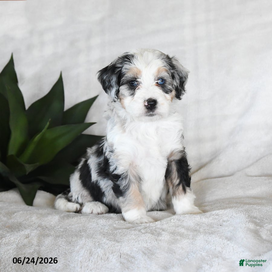 Bernedoodle dogs Luna  - Ad 1