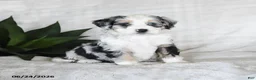 Bernedoodle dogs for sale: Luna  - Ad 1