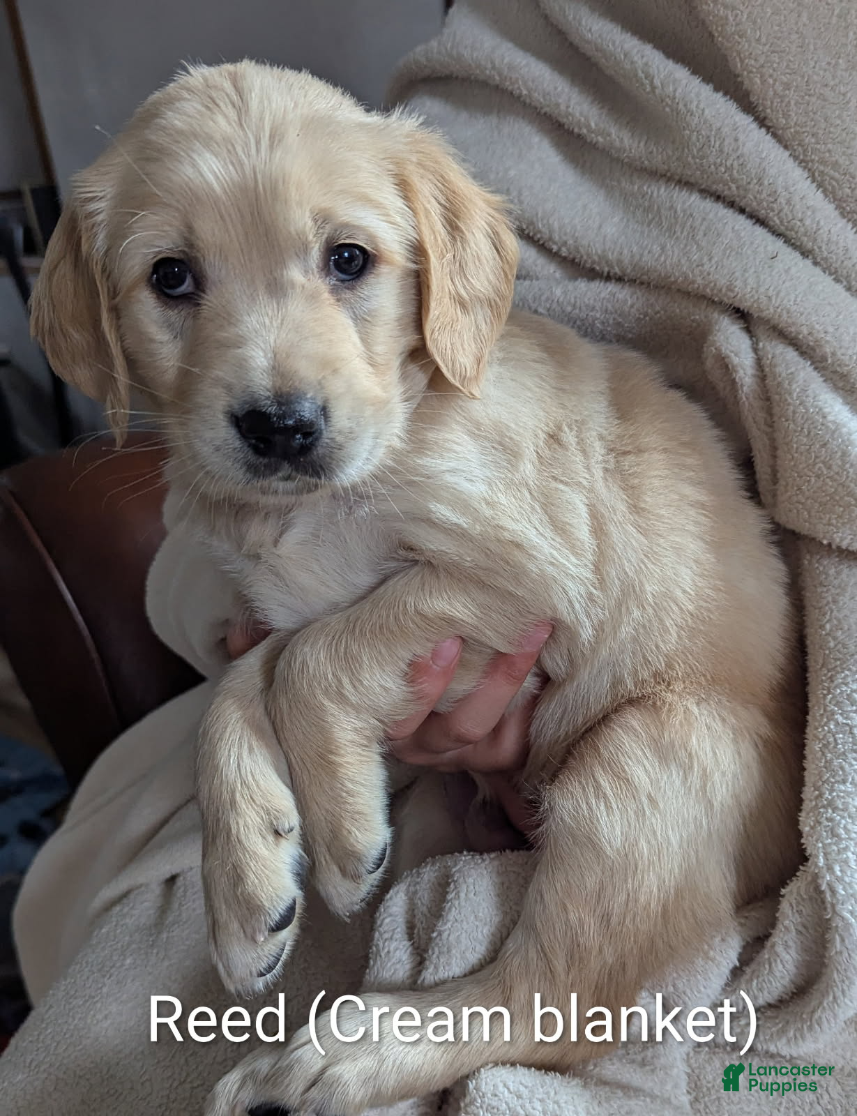 Golden Retriever dogs for sale: Reed - Ad 2