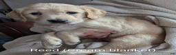 Golden Retriever dogs for sale: Reed - Ad 1