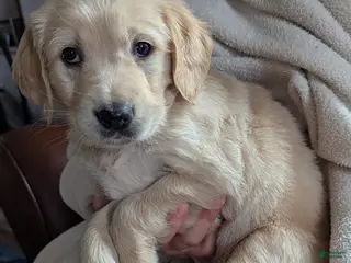 Golden Retriever dogs for sale: Reed - Ad 2