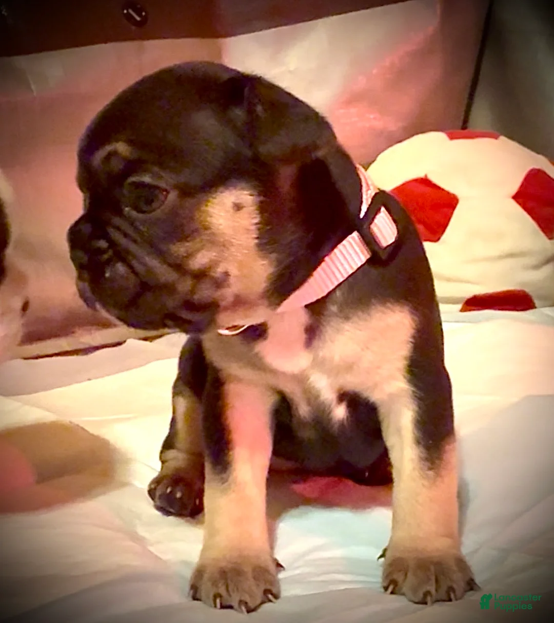 Frenchton dogs for sale: Maple - Ad 1