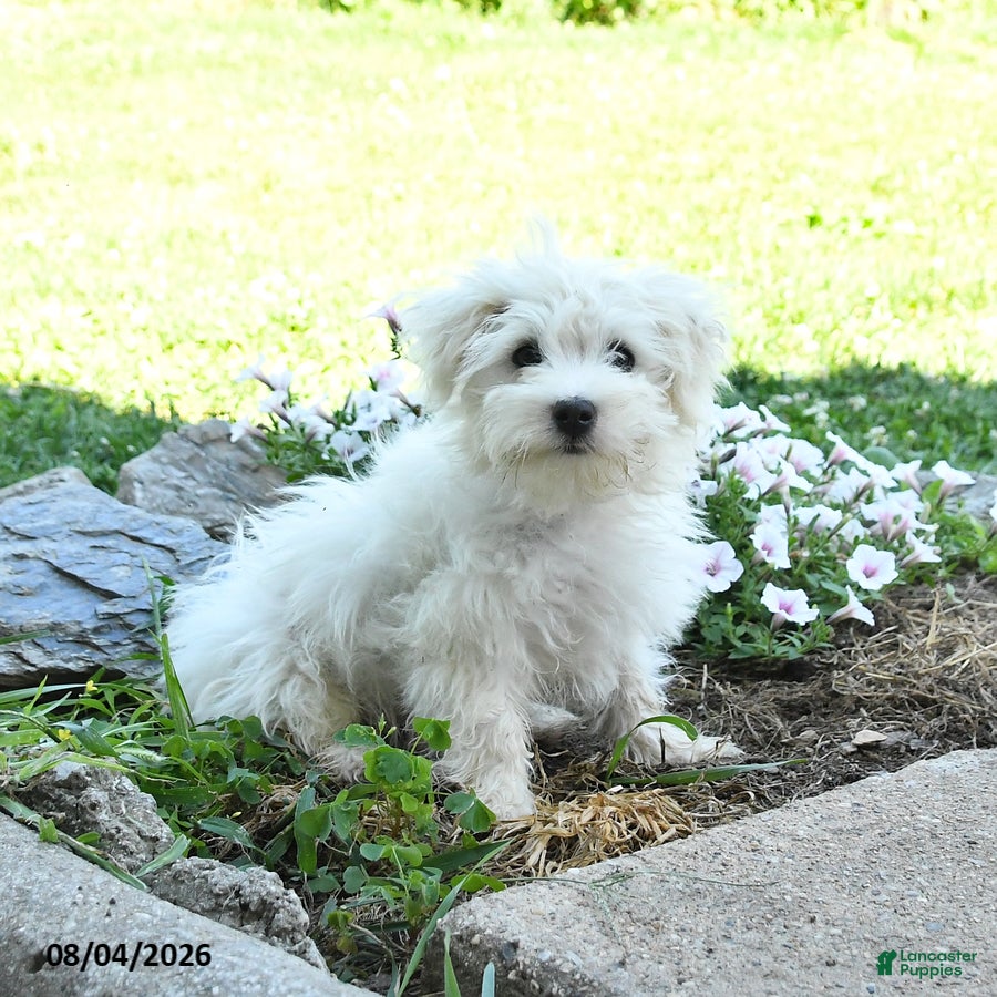 Maltese dogs Fritz - Ad 1