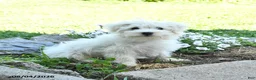 Maltese dogs for sale: Fritz - Ad 1