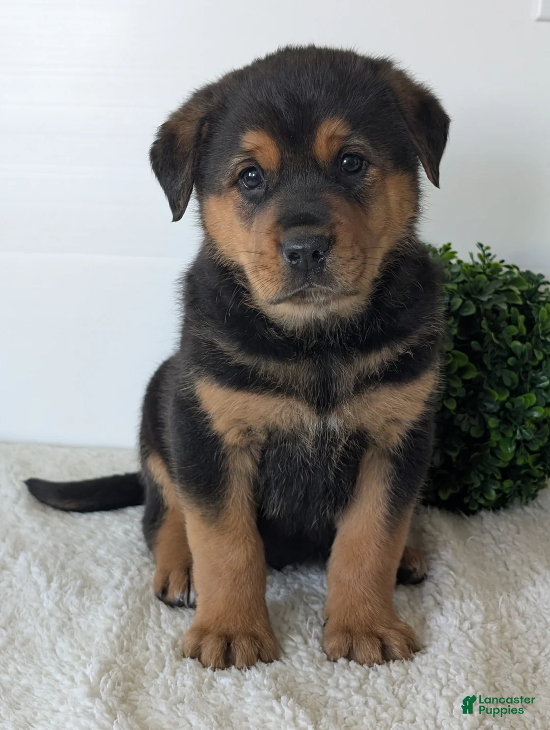 Mixed Breed dogs for sale: Phoenix  - Ad 2