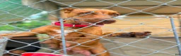 American Pit Bull Terrier dogs for sale: American Pit Bull Terrier 6 - Ad 2