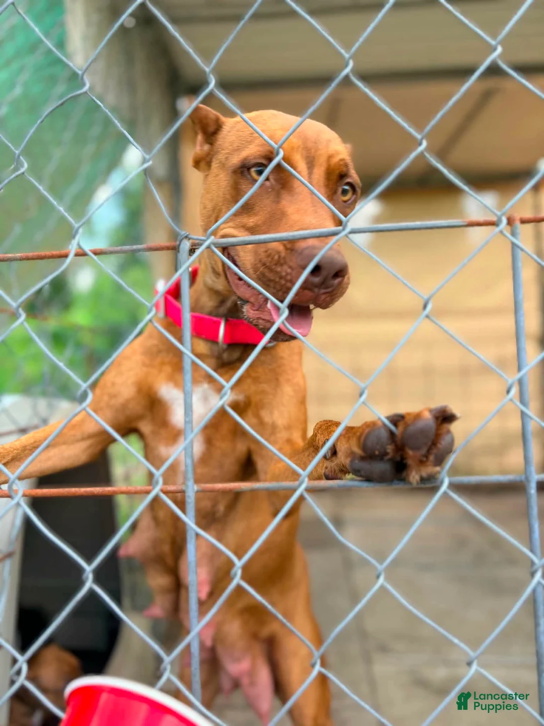 American Pit Bull Terrier dogs for sale: American Pit Bull Terrier 6 - Ad 2