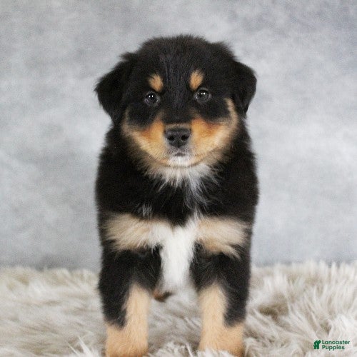Australian Shepherd dogs Tyler - Ad 2