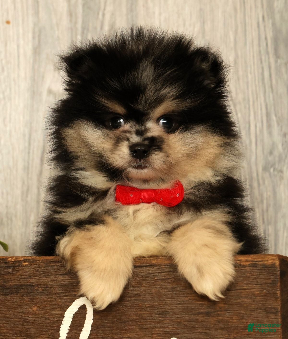Pomeranian dogs for sale: Sonny - Ad 1
