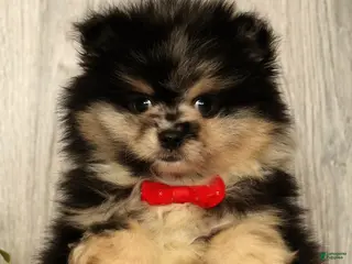 Pomeranian dogs for sale: Sonny - Ad 4