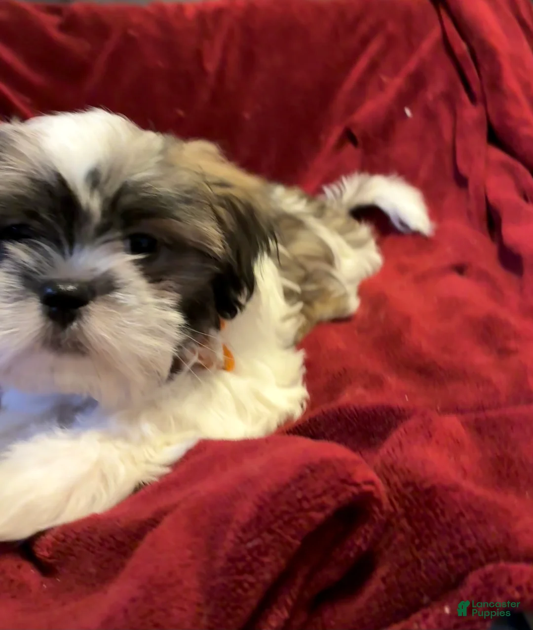 Shih Tzu dogs for sale: Rusty - Ad 2