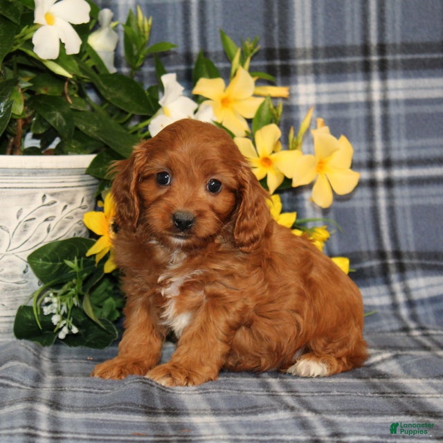 Cavapoo dogs BJ's Umpire - Ad 1