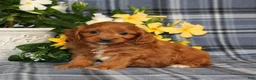 Cavapoo dogs for sale: BJ's Umpire - Ad 1