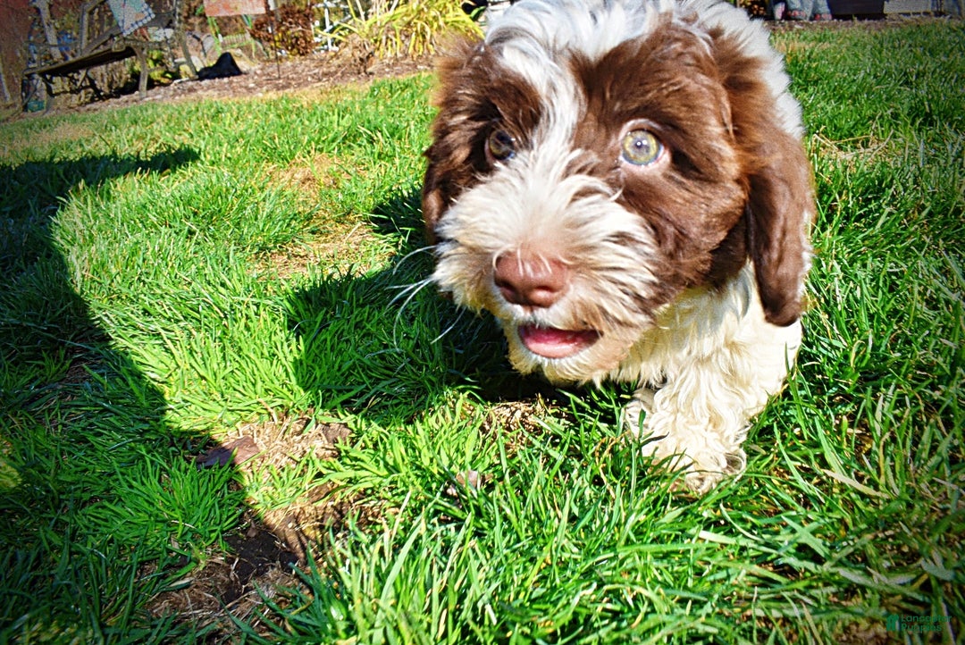 Havapoo dogs for sale: Rocky - Ad 16