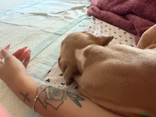 American Staffordshire Terrier dogs American Staffordshire Terrier Puppy 2 - Ad 3