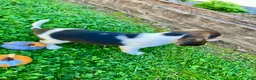 Beagle dogs for sale: Bambi - Ad 10