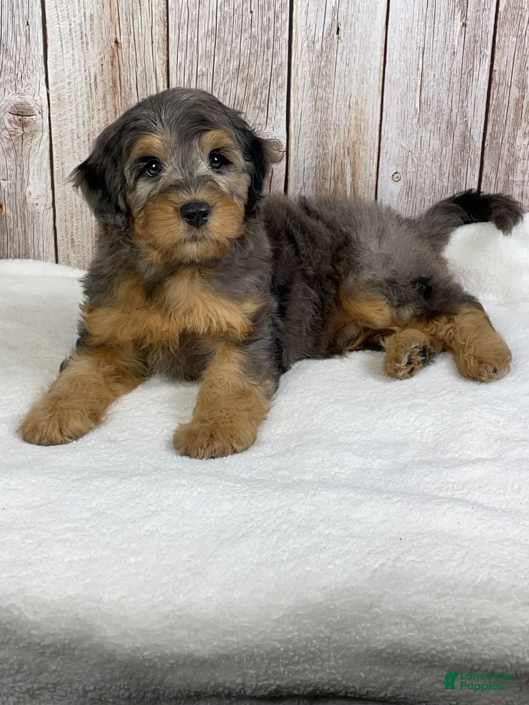 Mini Bernedoodle dogs for sale: Rusty - Ad 1