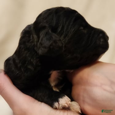 Mini Aussiedoodle dogs for sale: Lottie_Female Tri-Color - Ad 3