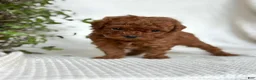 Mini Goldendoodle dogs for sale: Mini Goldendoodle 7 - Ad 3