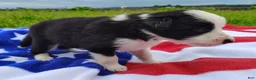 Border Collie dogs for sale: Skipper  - Ad 14