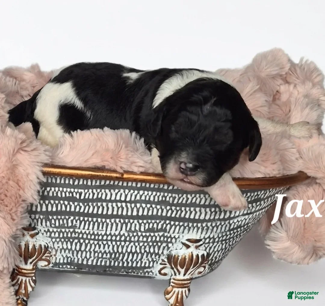 Mixed Breed dogs for sale: Jax - Ad 1