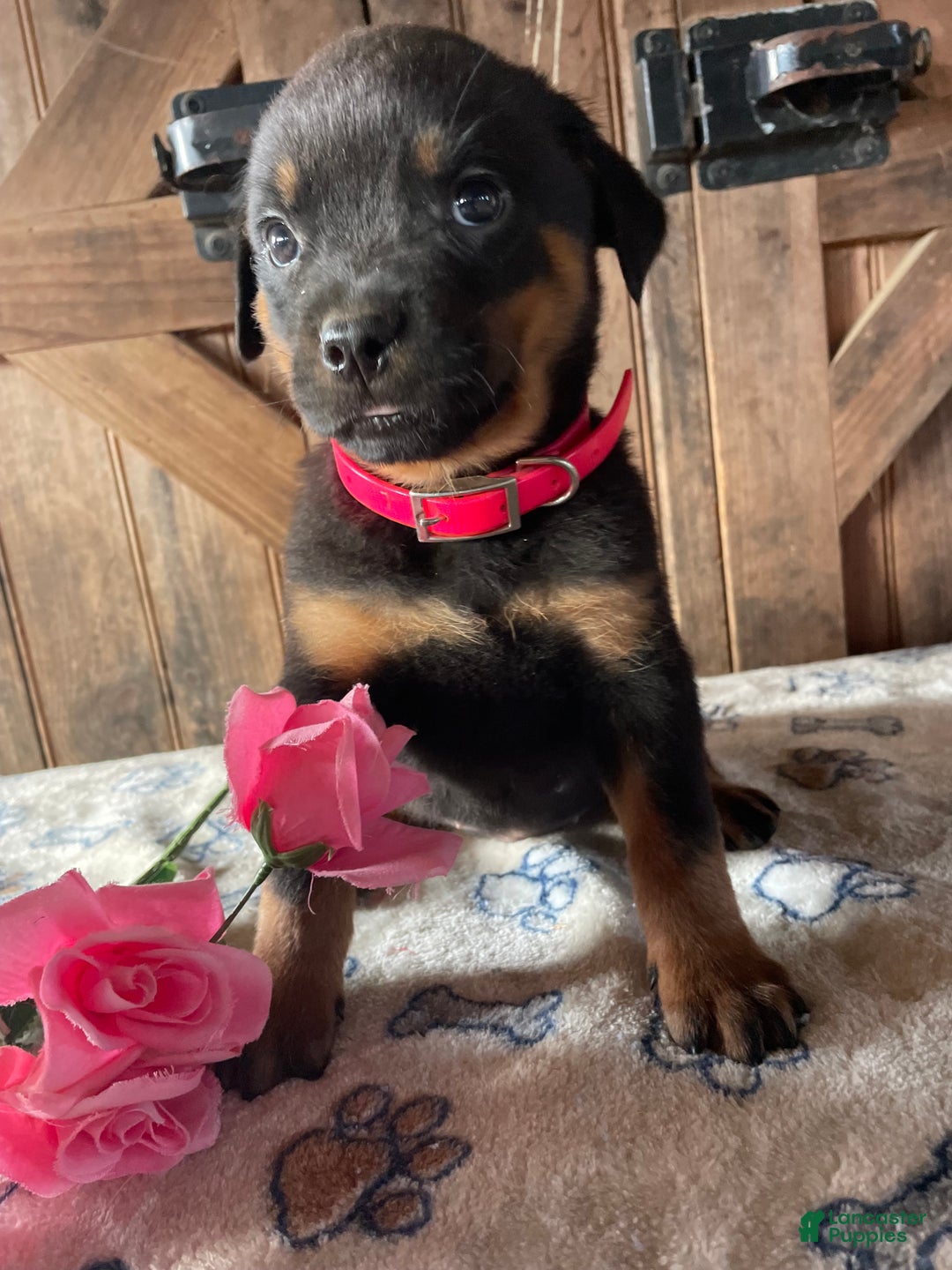 Rottweiler dogs for sale: Jewel - Ad 3