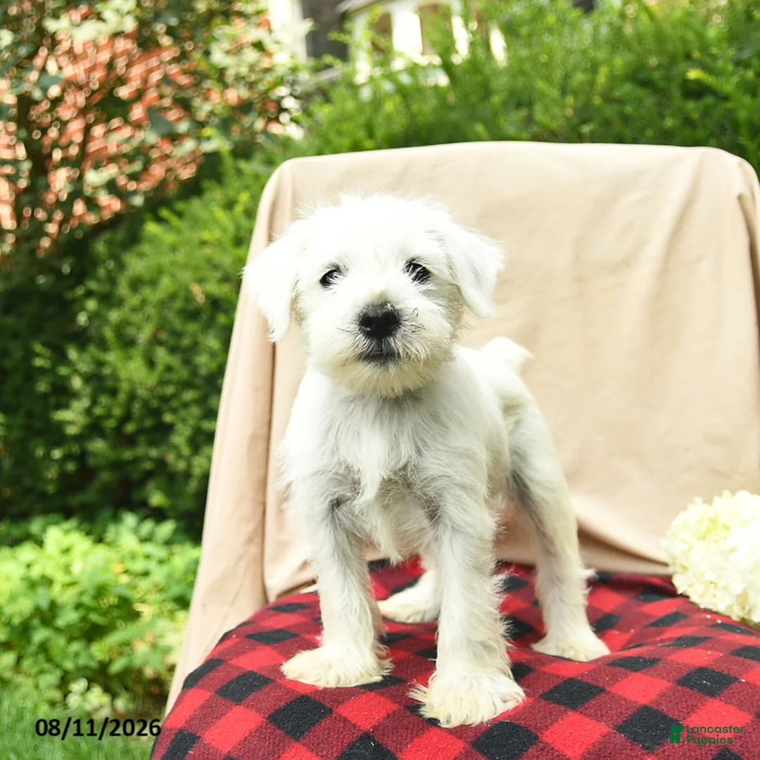 Miniature Schnauzer dogs for sale: Liam - Ad 2