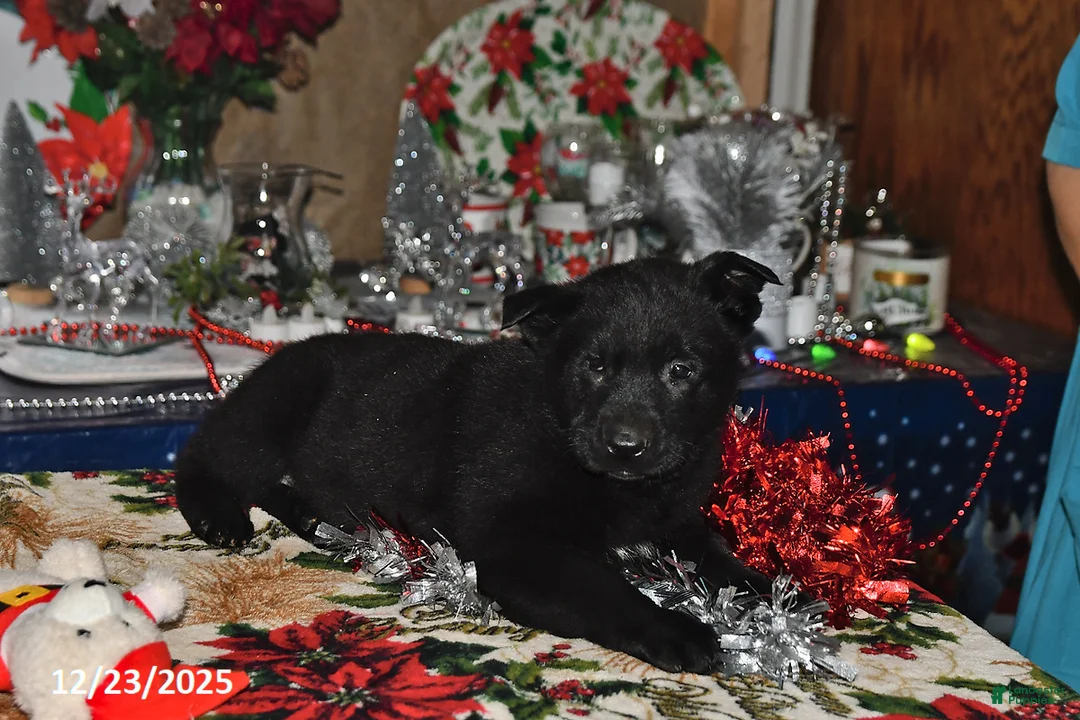 Belgian Malinois dogs for sale: Leo - Ad 7