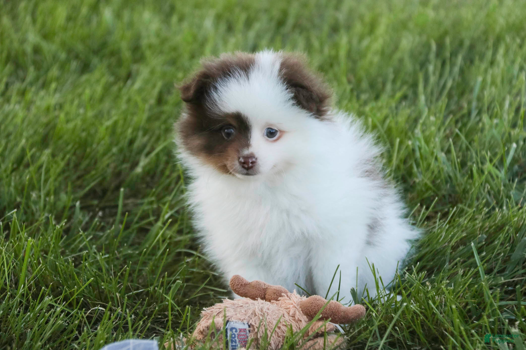 Pomeranian dogs Kibbles Pomeranian  - Ad 2