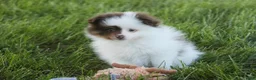 Pomeranian dogs for sale: Kibbles Pomeranian  - Ad 5