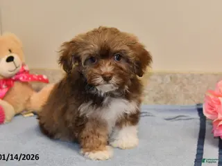 Havanese dogs Darla - Ad 37