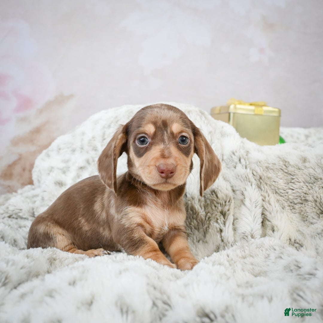 Miniature Dachshund dogs for sale: Eloise - Ad 7