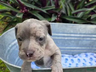 American Bully dogs American Bully Puppy 2 - Ad 16