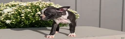 Boston Terrier dogs for sale: Twila  - Ad 7