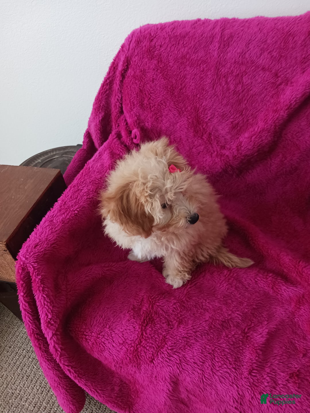 Toy Poodle dogs for sale: Dolly - Ad 2