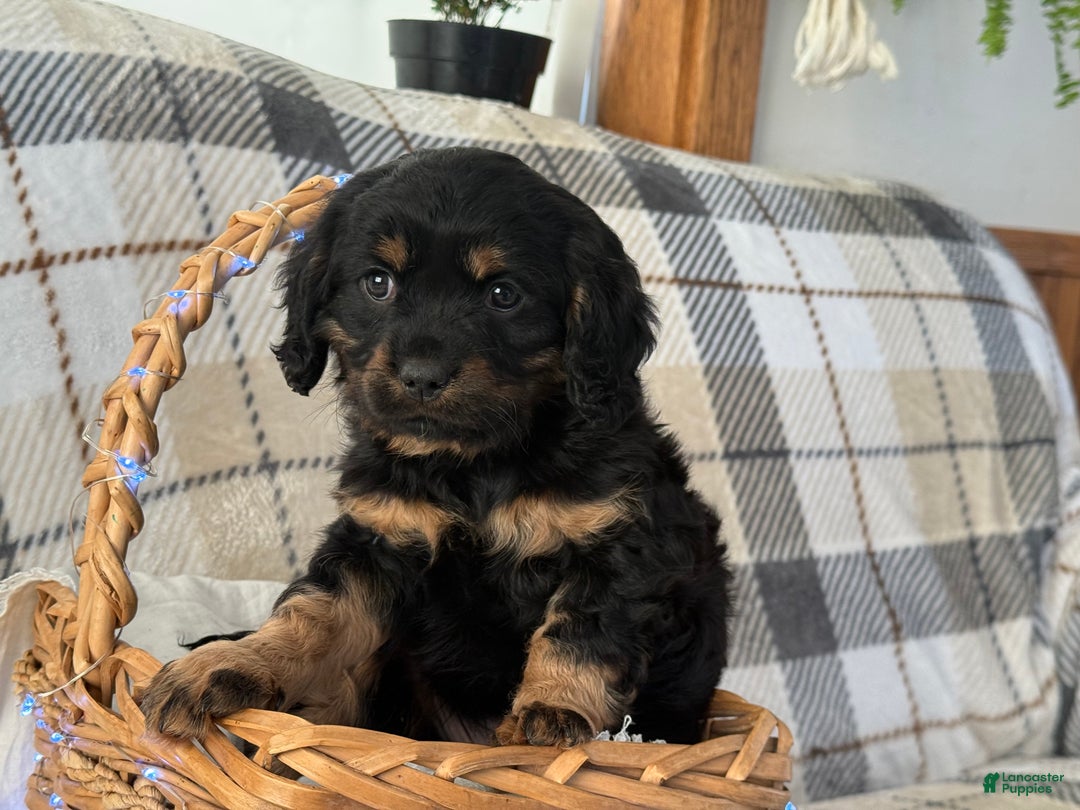 Mixed Breed dogs for sale: Rustin - Ad 2