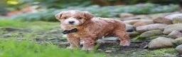 Maltipoo dogs for sale: Lincoln - Ad 4