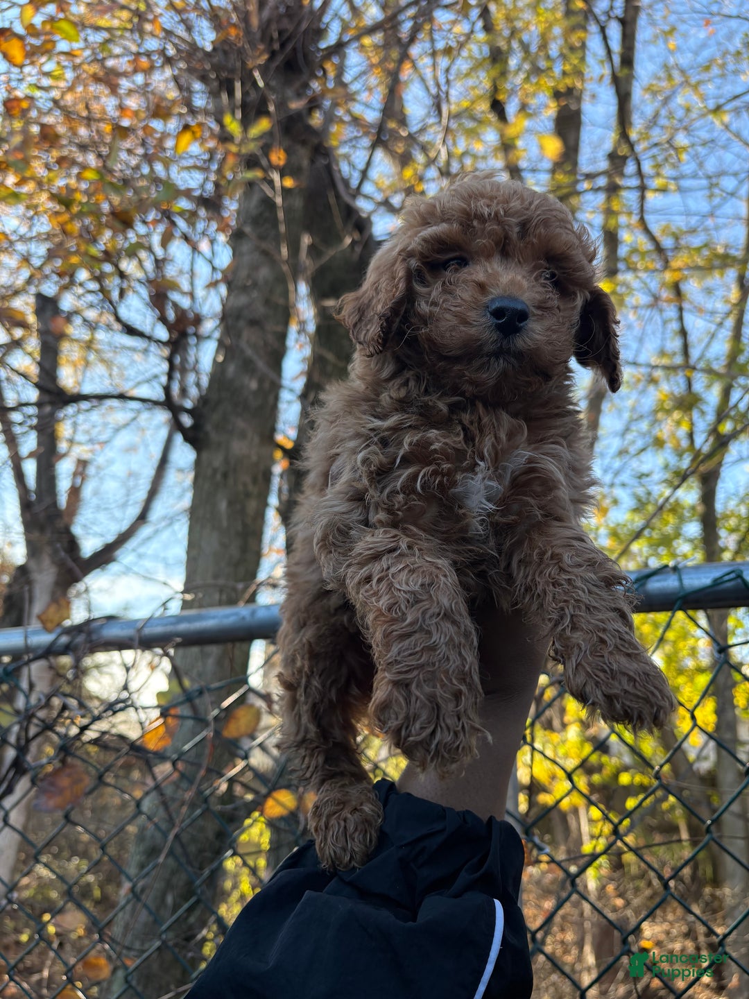 Toy Poodle dogs for sale: TOY TIMMY - Ad 3