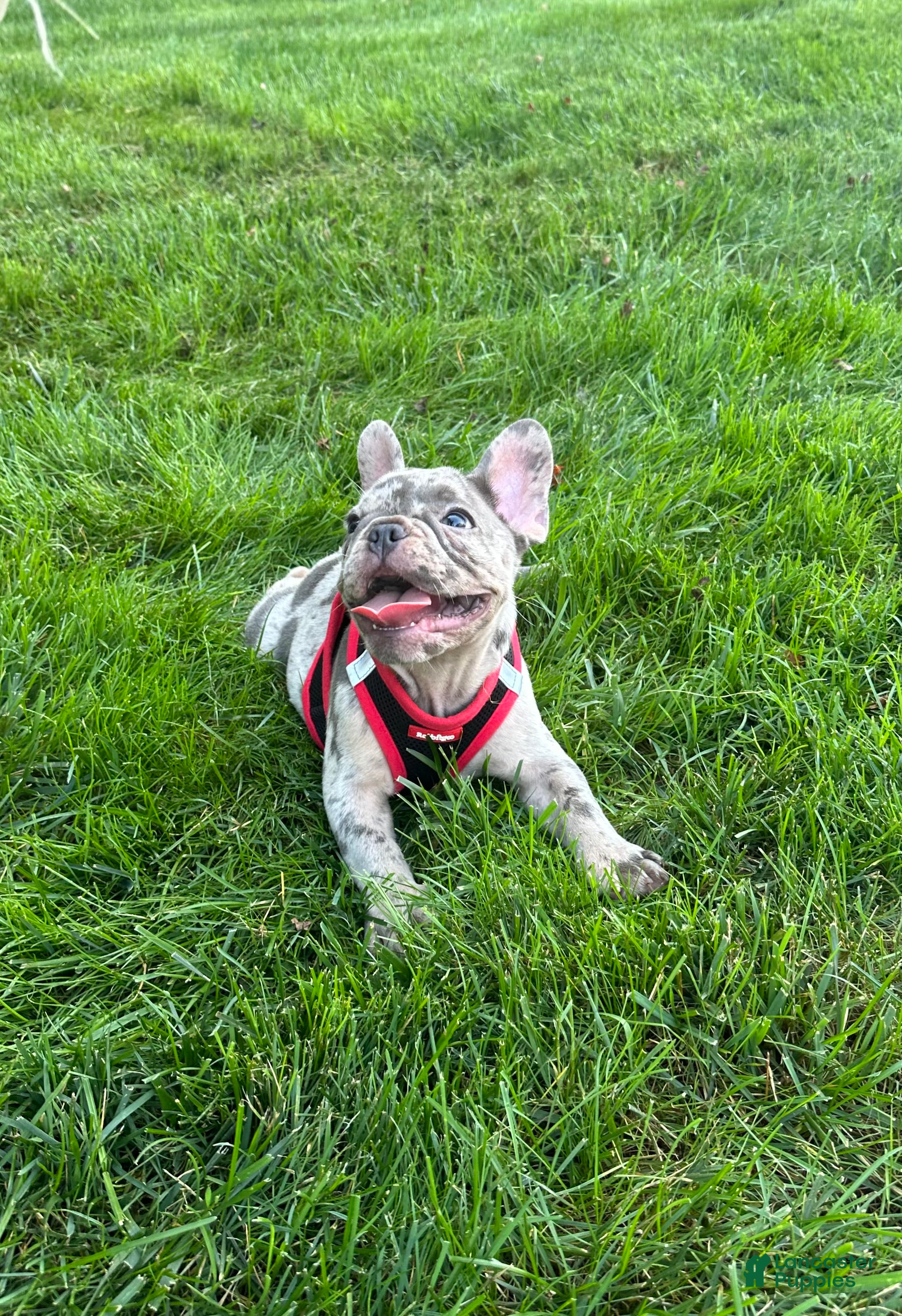 French Bulldog dogs 0scar - Ad 2