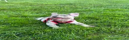 French Bulldog dogs for sale: 0scar - Ad 2