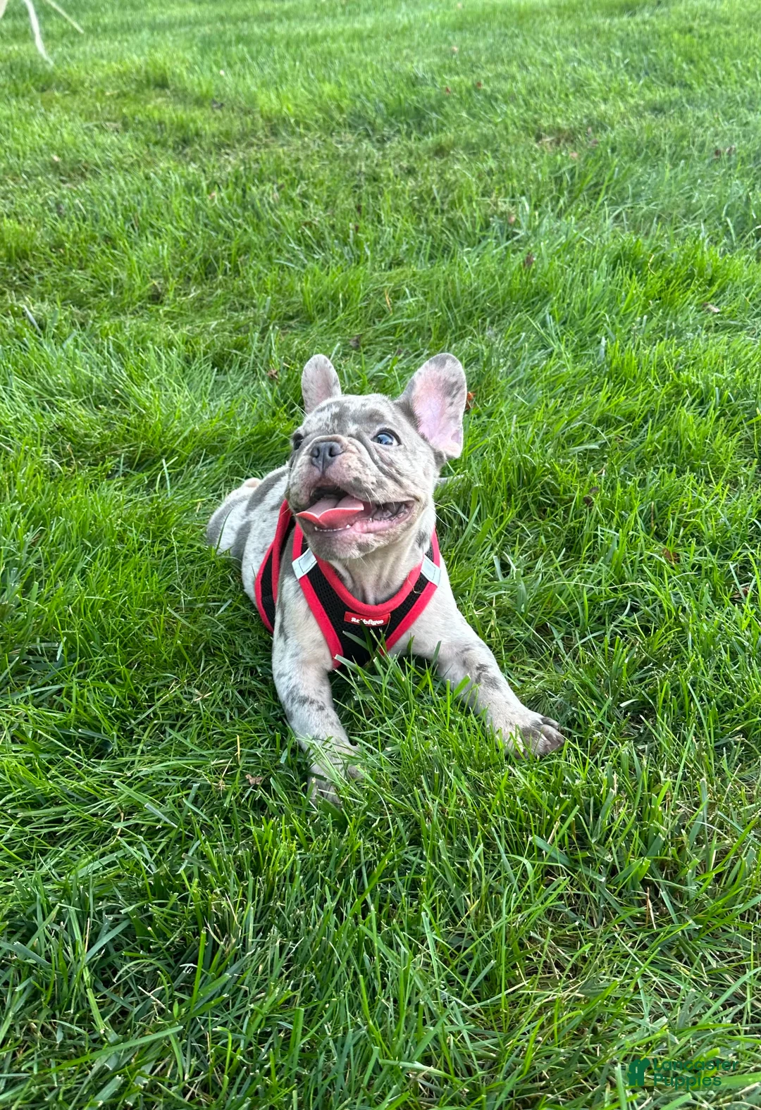 French Bulldog dogs for sale: 0scar - Ad 2