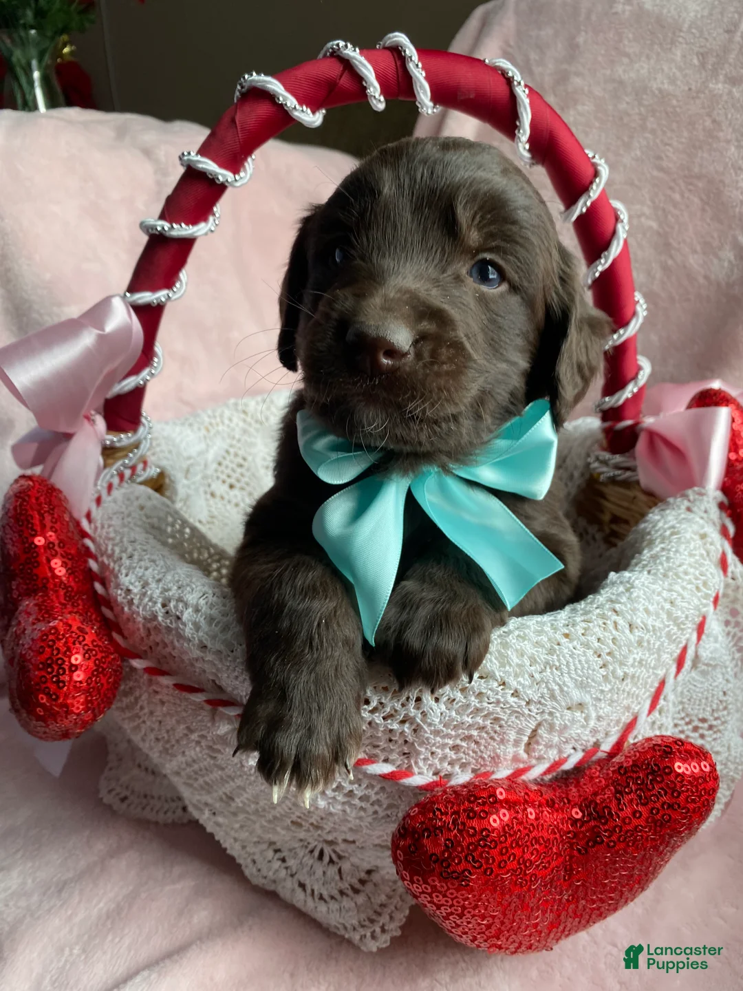 Mixed Breed dogs for sale: Timber - Ad 1