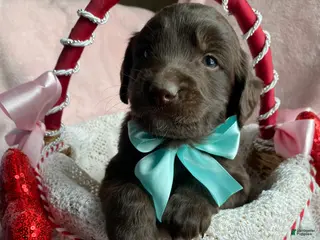 Mixed Breed dogs Timber - Ad 5