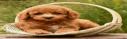Cockapoo dogs for sale: Otis - Ad 3