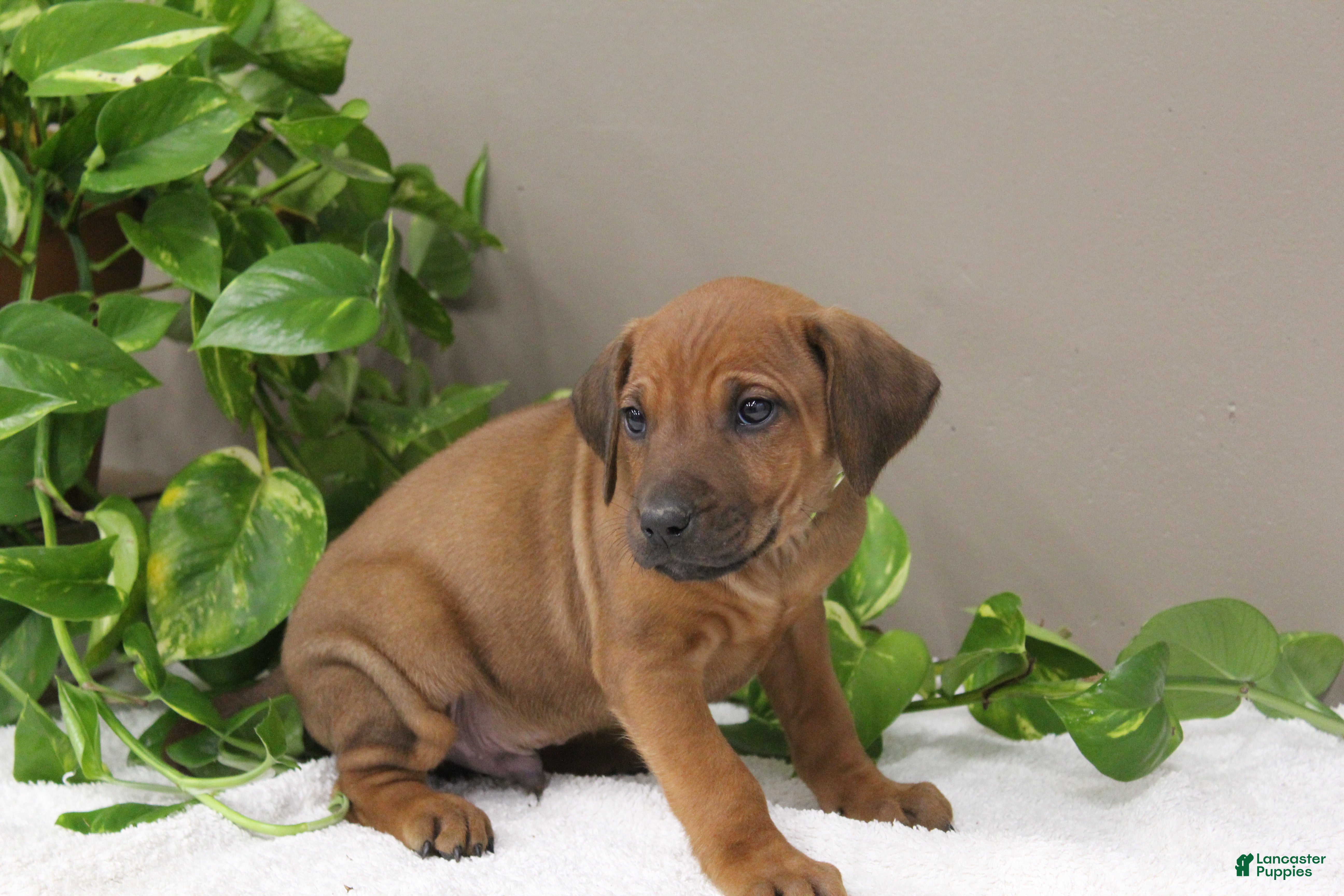 Rhodesian Ridgeback dogs Boho - Ad 6