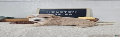 Houston