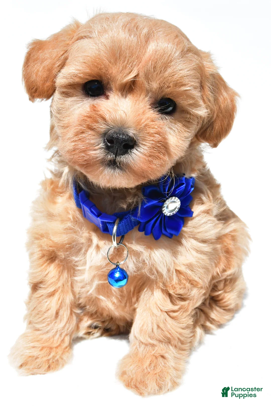 Maltipoo dogs for sale: Kelly f1b - Ad 1