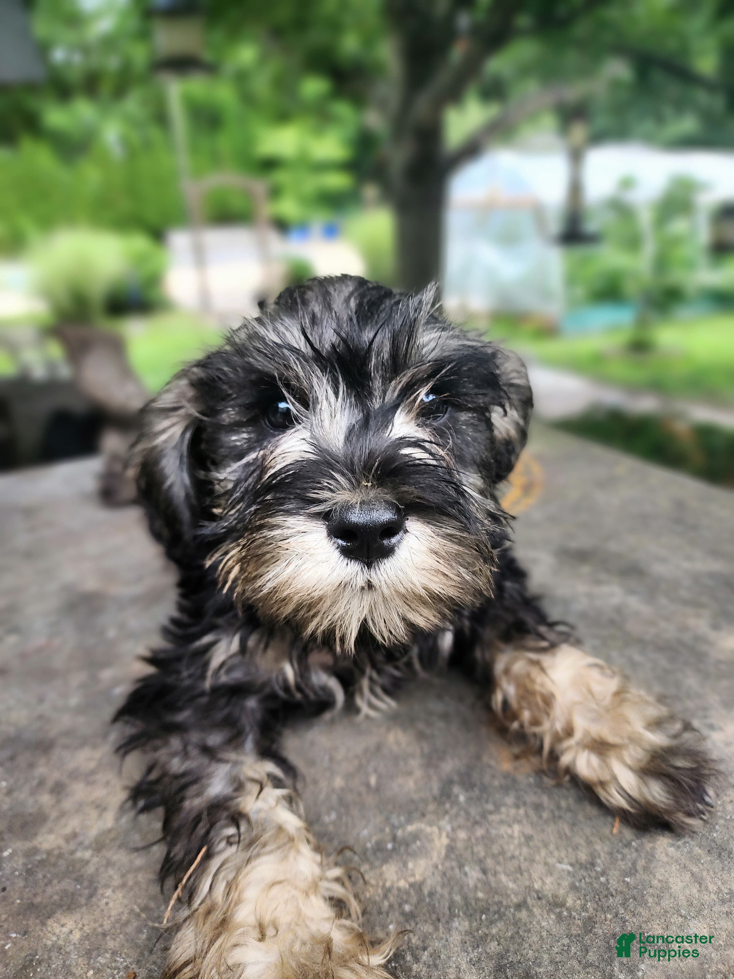 Miniature Schnauzer dogs Happy - Ad 1
